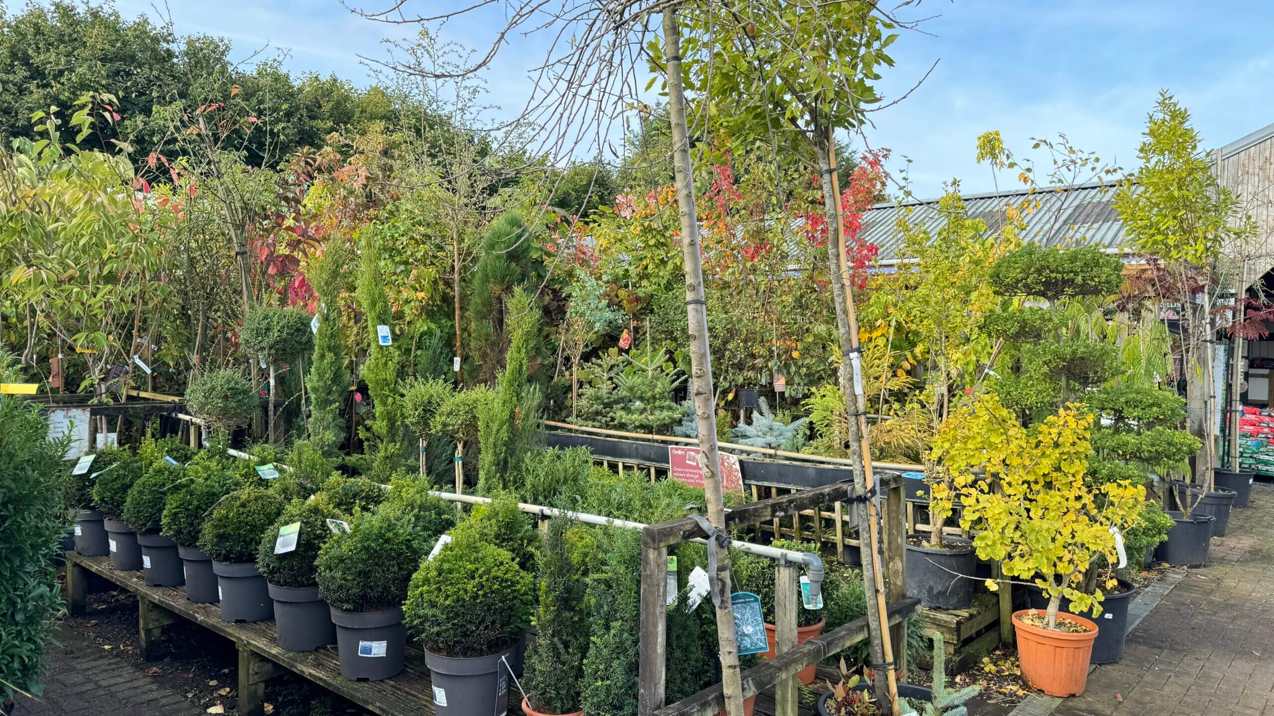 A selection of trees and shrubs at St. John's garden centre