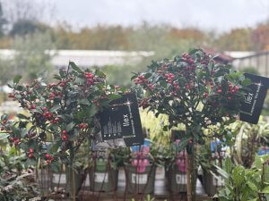 Two ilex (holly bushes)