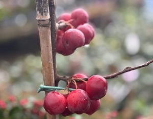 Crab Apple