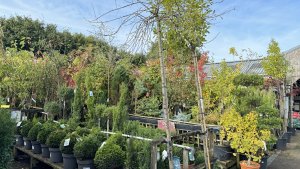 Outdoor shrubs department, shrubs and evergreen