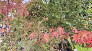 collection of red and green acers