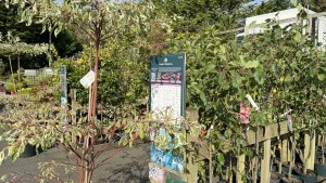 Outdoor tree area at Ashford