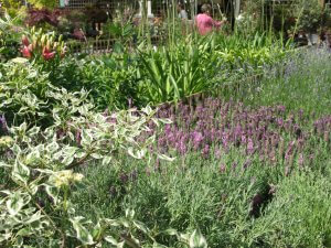 Outdoor shrubs department in the sun