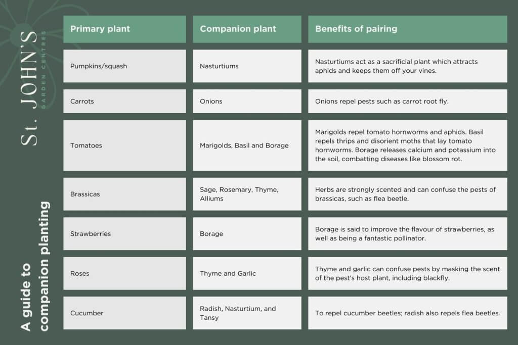 A companion planting chart