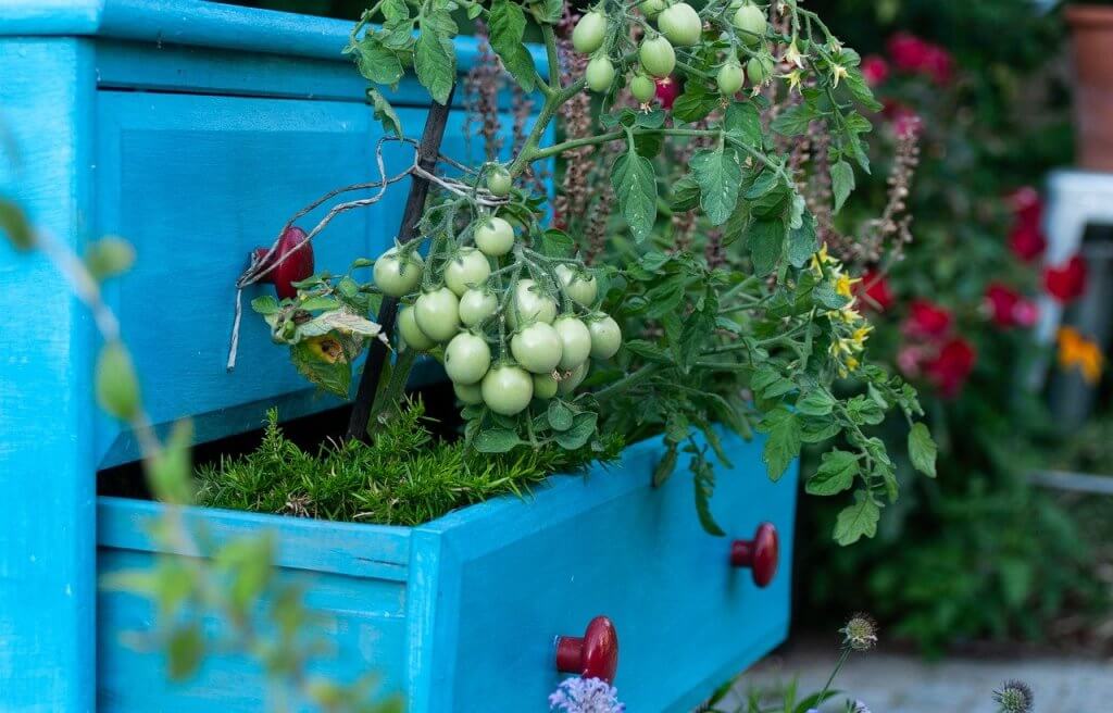 A garden grown in a chest of drawers