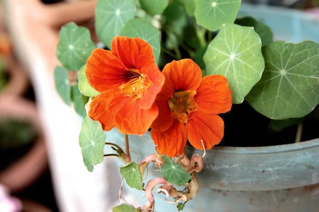 Nasturtiums grown in a container