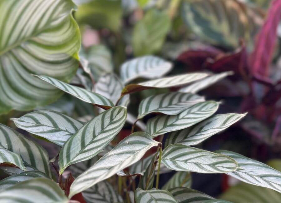 A houseplant