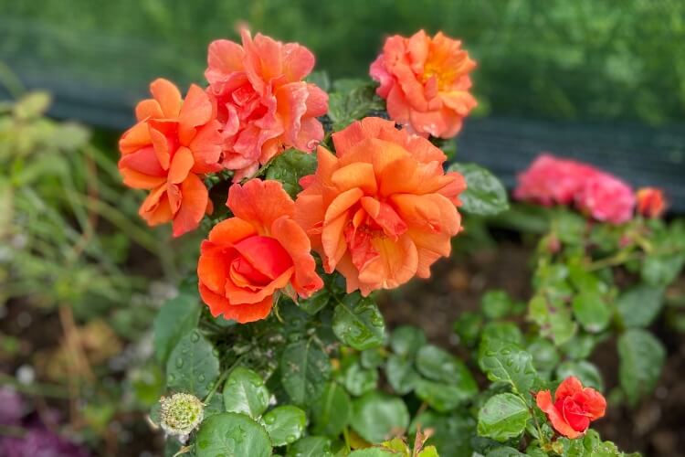A bright orange rose