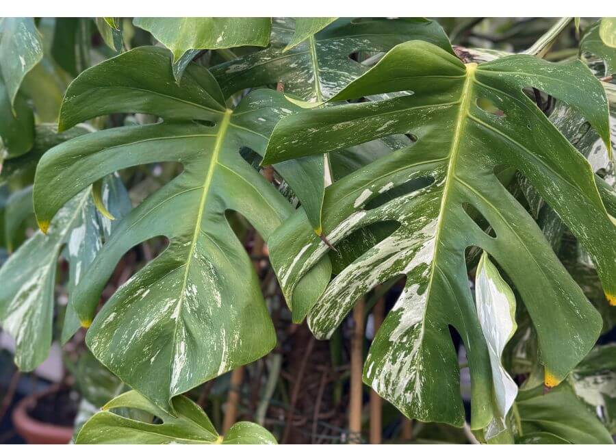 A monstera houseplant