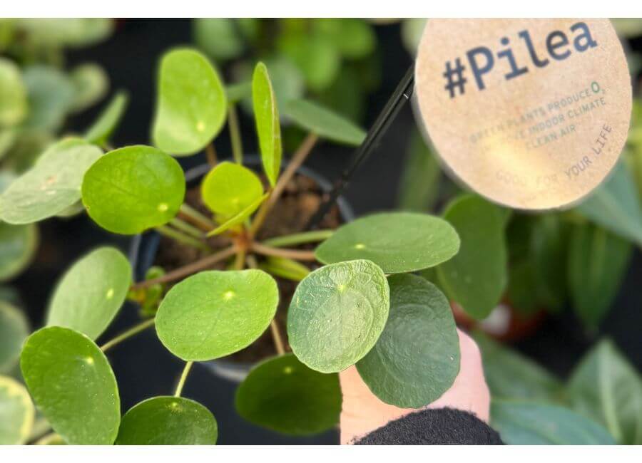 A pilea plant