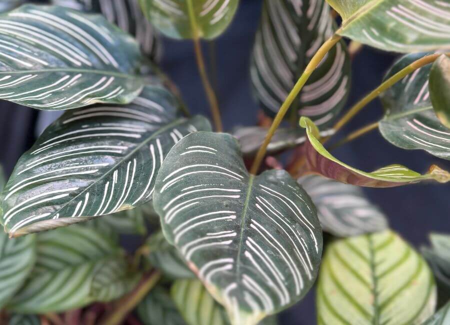 A calethea houseplant