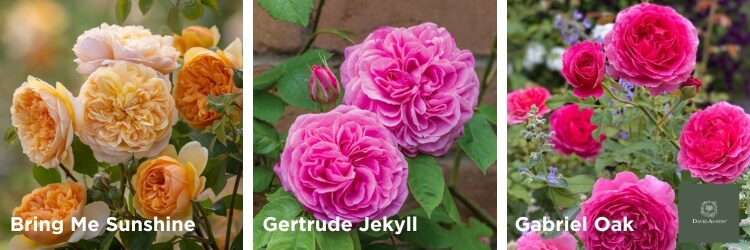 Paul's Favourite David Austin Roses