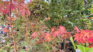 Acers