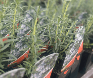 small pot of rosemary