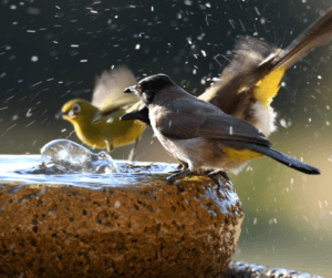 birds in a bird bath