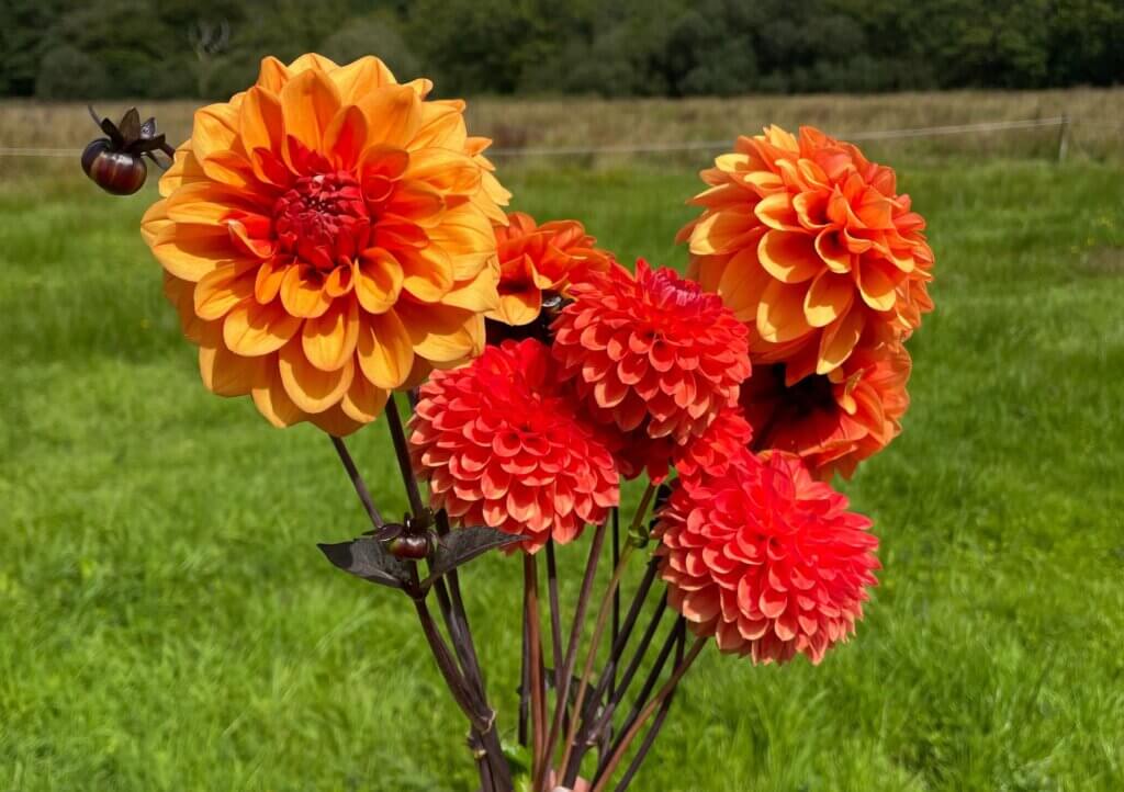 A bunch of red and orange dahlias