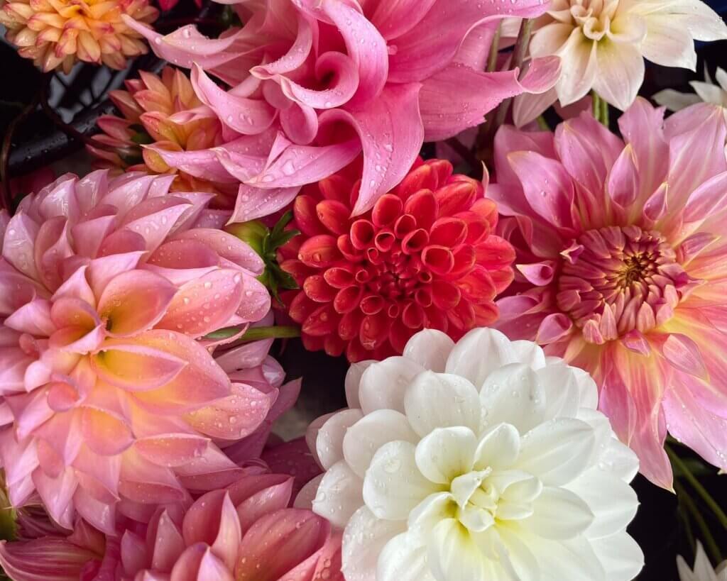 A selection of pink and white dahlias