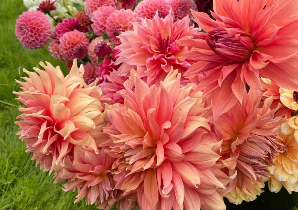 A bucket of dahlia flowers