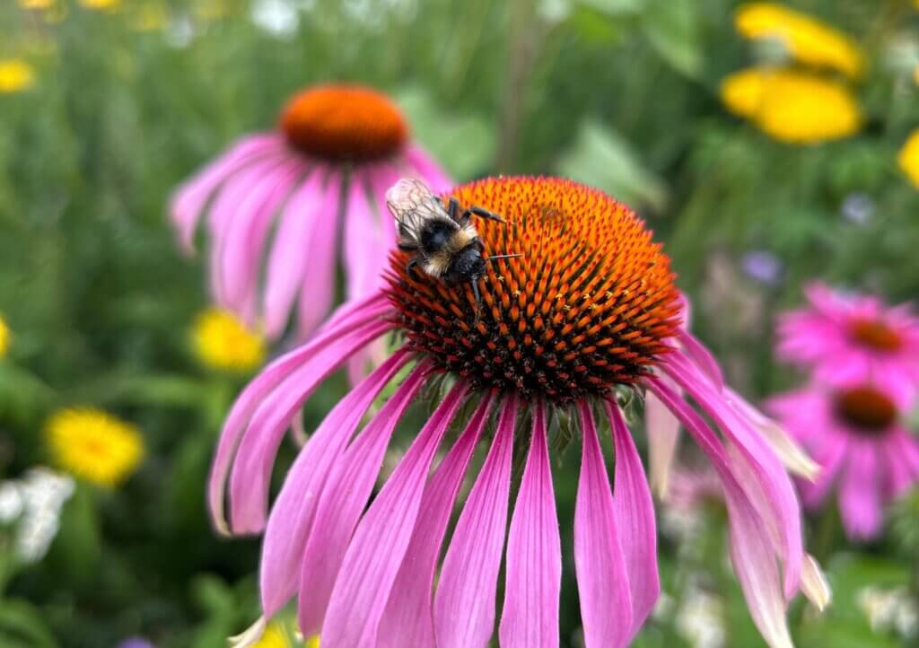 An echinacea with a bee on it