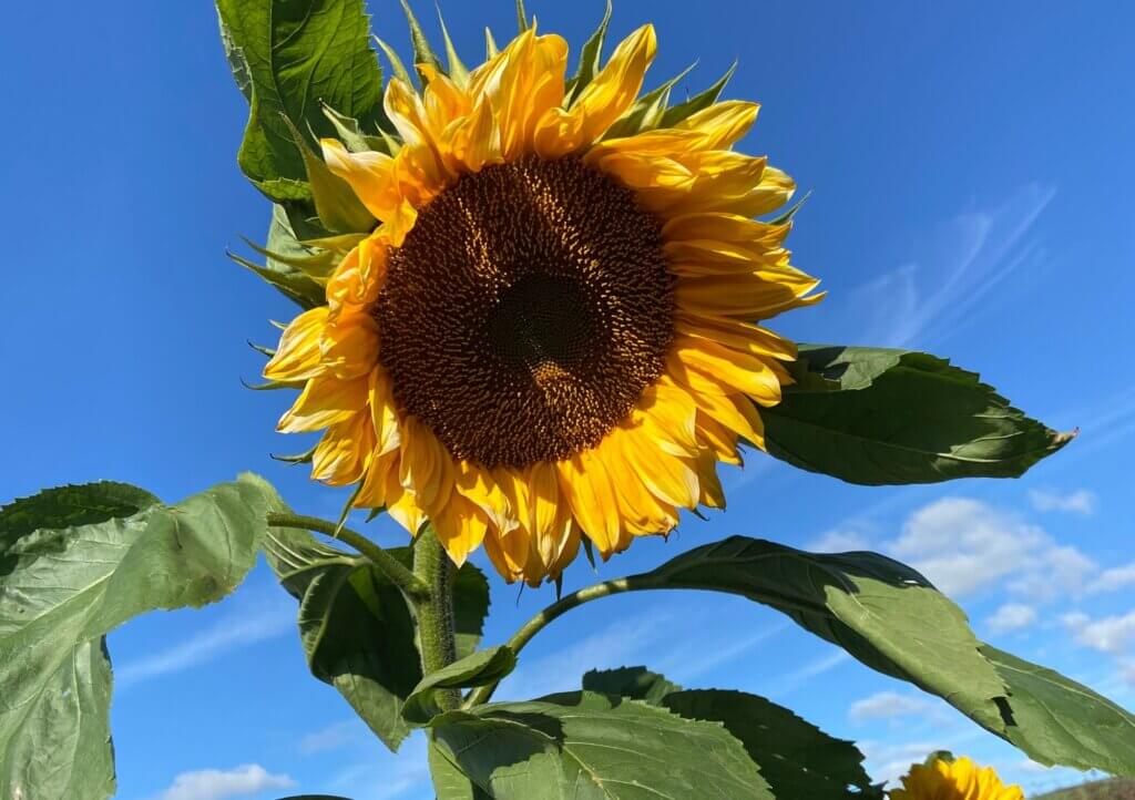 A sunflower in front of blue sky