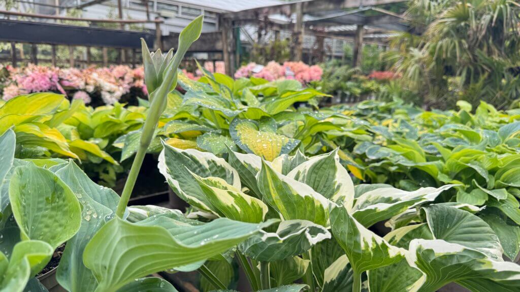 Freshly watered hostas