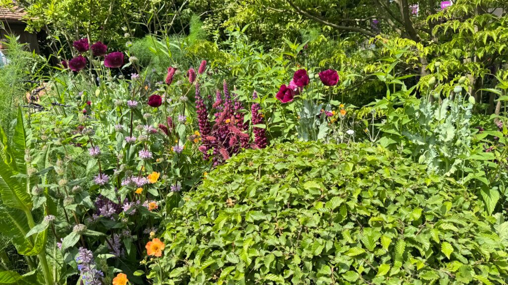 A selection of purple plants
