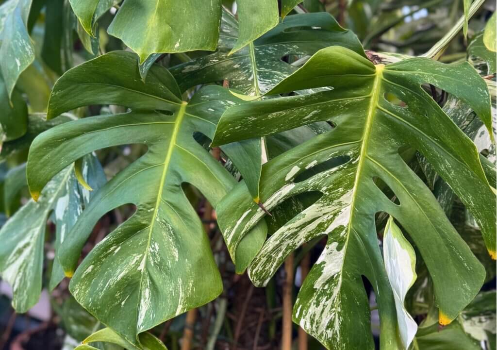 A large, variegated monstera 