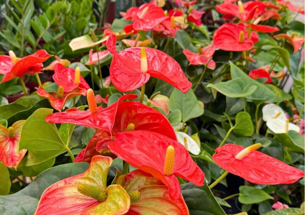 Peace lily houseplants