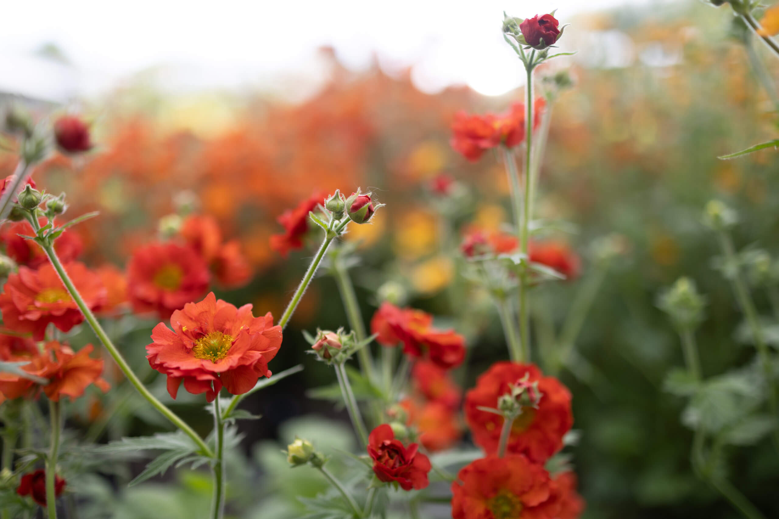 Red flowers on a geum plant