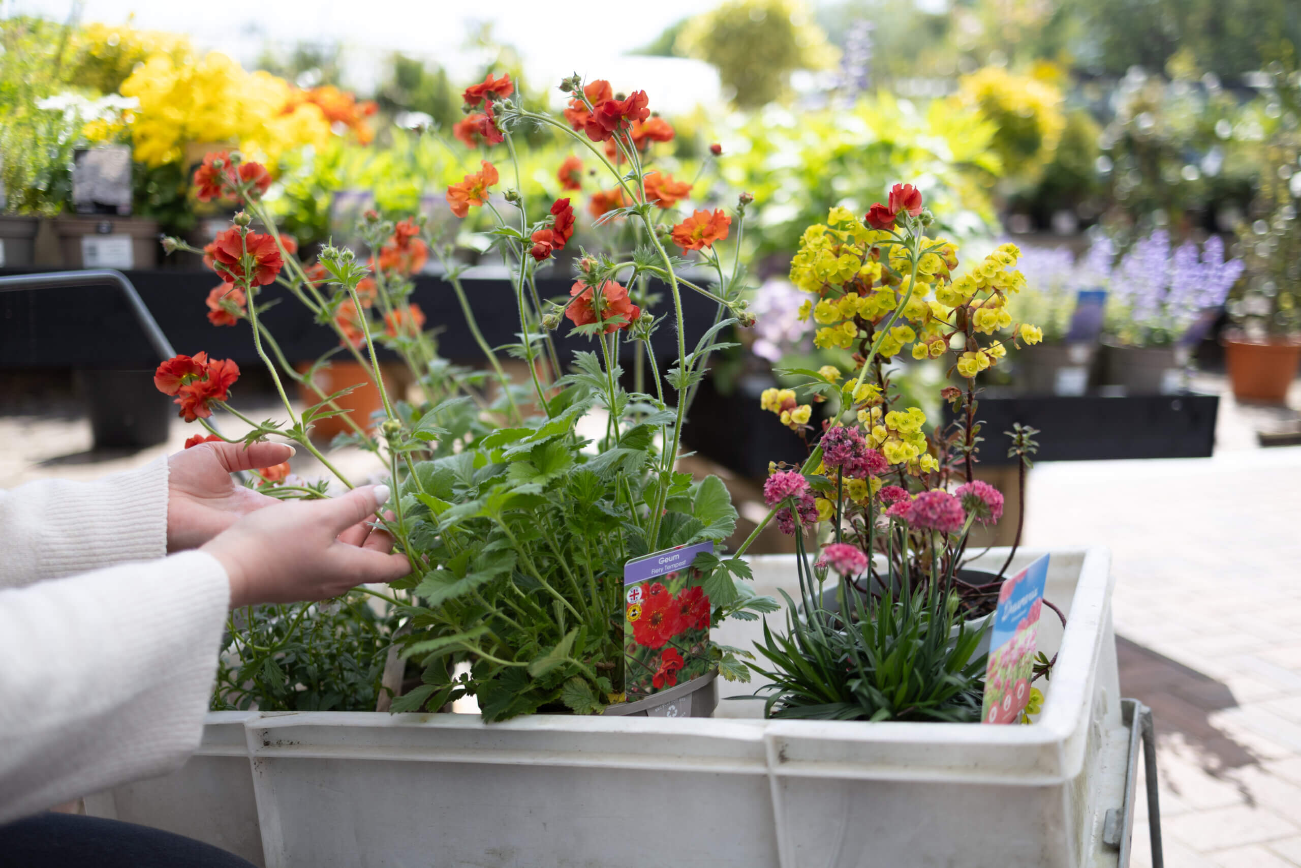 A woman touching plants in a trolley