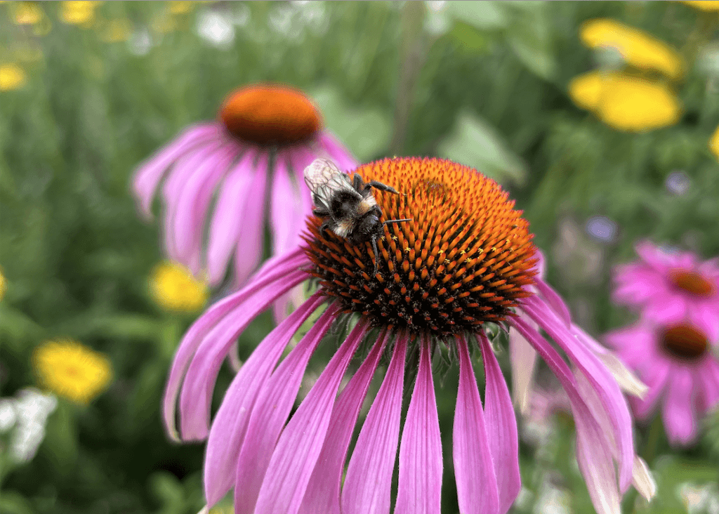 A bee on a pink echinacea